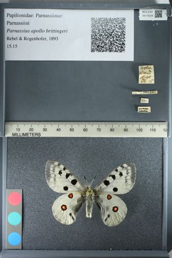 Media type: image;   Entomology 175229